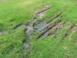 Signs of a Septic Tank Field Line Problem